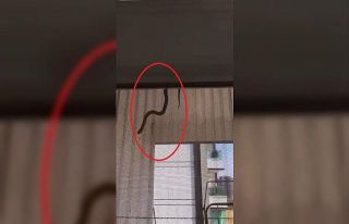 Evin içerisine giren yılan perdeden süzülerek...