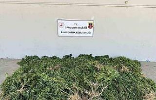 Evinin bahçesine kenevir eken kadın gözaltına...