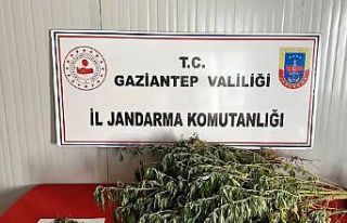 Gaziantep’te uyuşturucu operasyonlarında 295 şüpheli...