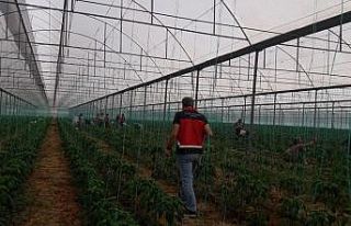 Gazipaşa’da Akdeniz meyve sineği ile mücadele...