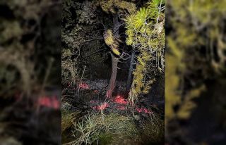 Gazipaşa’da, zamanında müdahale orman yangınını...