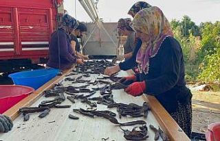 Geçen sene kilosu 40 TL olan keçiboynuzu ağaçta...