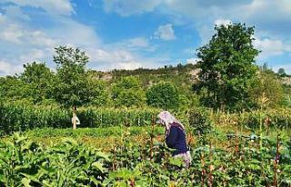 Gedizli köylüler ata tohumu özlemi çekiyor