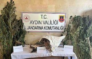 Germencik’te uyuşturucu operasyonu: 1 gözaltı