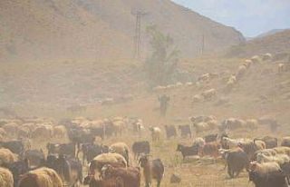 Göçerler son demlerini yaşıyor