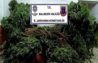 Gömeç ilçesinde uyuşturucu operasyonu