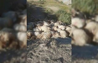 Hakkari’de kurtların saldırdığı 300 koyun birbirini...