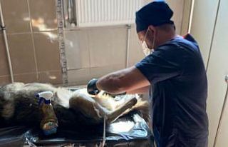 Hakkari’de sokak hayvanlarına aşı