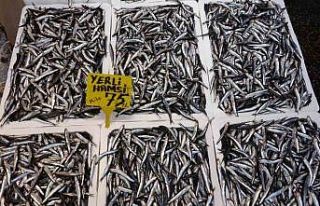 Hamsi sezonu erken başladı ancak bu ihracatına...