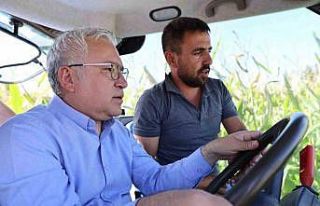 Hasadı başladı, 200 bin ton rekolte bekleniyor