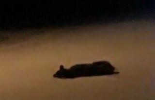 Hatay’da 7 köpeğin zehirlenerek telef edildiği...