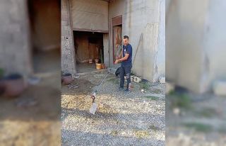 Hatay’da korkutan yılan yakalanarak doğaya bırakıldı