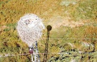 Havaların soğuması ile göçe başlayan leyleklerin...