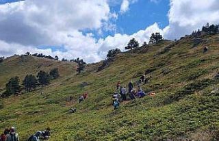 Hem yürüyüş yaptılar, hem likarpa topladılar