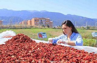 Honaz’ın ata tohumu domatesleri kurutularak değerlendiriliyor