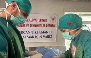 Hozat’ta Sokak hayvanları için çalışma başlatıldı