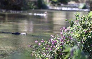 Ihlara Vadisi yüzlerce bitki ve canlıya ev sahipliği...