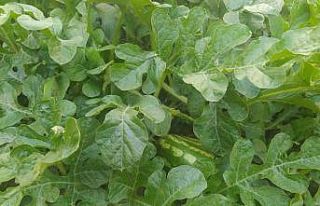 İki merdiven boşluğunda atılan karpuz çekirdekleri...