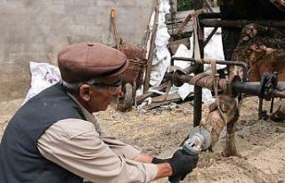 İneklere manikür - pedikür yapıyor