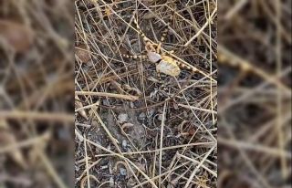 Isırığı sinir hücrelerini yerle bir ediyor: Bu...