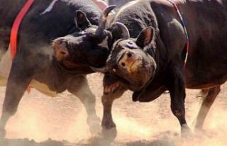 İspanya değil Muğla