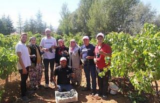 Isparta’da üzüm hasadı devam ediyor
