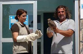 İsrail’de halkalanan gökdoğan kuşu tedavisinin...