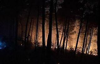 İstanbul’un Çekmeköy ilçesinde ormanlık alanda...