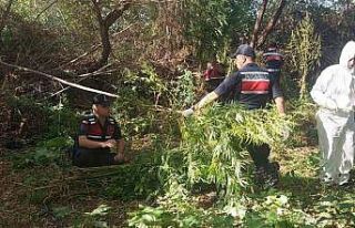 Jandarma 4 aydır peşindeydi: Hint kenevirini hasat...