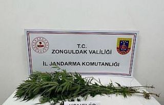 Jandarma Alaplı’da bir evde kenevir bitkisi ele...