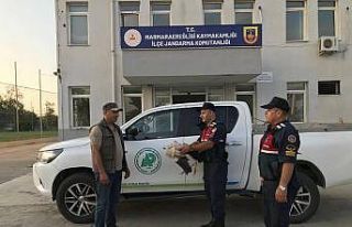 Jandarma yaralı leylek buldu