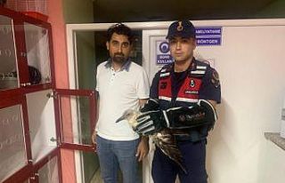 Jandarmadan yaralı martıya şefkat eli