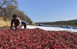 Kahramanmaraş’ın tescilli ürünü ‘Maraş biberi’...