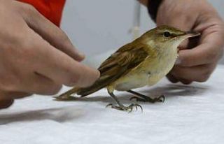 Kalp masajı yapılarak hayata döndürülen kuş...