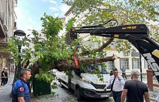 Kamyonetin çarptığı tarihi çınar ağacı devrildi