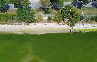 Kapatılan Florya Sahilinde deniz yeşile büründü