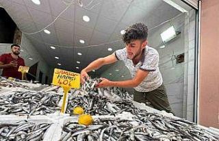 Karadeniz’de hamsi bolluğu: Kilosu 40 TL