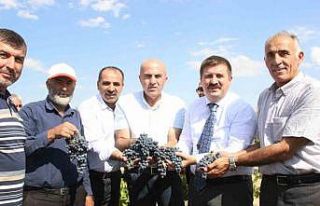 Karaman’da coğrafi işaretli kara elmasın hasadı...