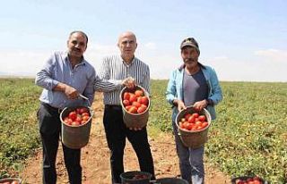 Karaman’da salçalık domates ve biber hasadı başladı