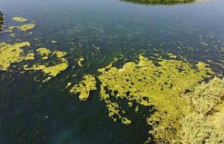 Karasu akarsuyu yosun tuttu