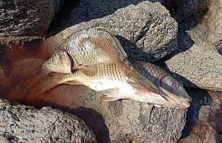 Karasu Çayı’na dökülen kimyasal atıklar yüzlerce...