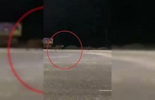 Karayoluna inen ayılar kamerada