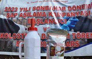 Kars’ta Sonbahar Dönemi Şap Aşılama kampanyası...