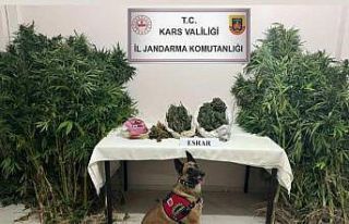 Kars’ta uyuşturucu tacirleri dedektör köpek Termal’a...