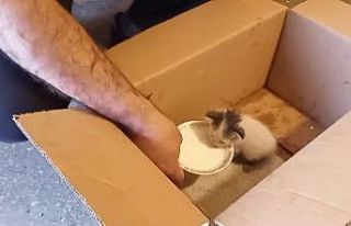 Kars’ta yaralı yavru kedi emin ellerde