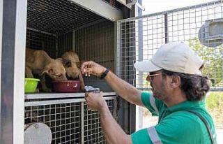 Kaşlı Bakımevi personeline hayvanlara yaklaşım...