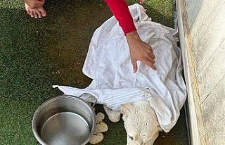 Kayalıklarda mahsur kalan köpeği gezi teknesi çalışanları...