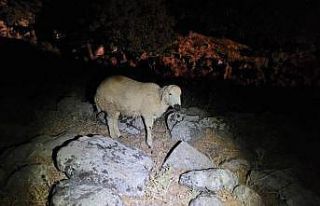 Kaybolan koyunları jandarma buldu