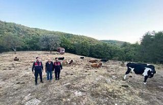 Kayıp 15 büyükbaş jandarma tarafından sahiplerine...