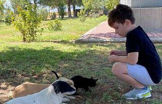 Kedi ve köpeğin örnek dostluğu